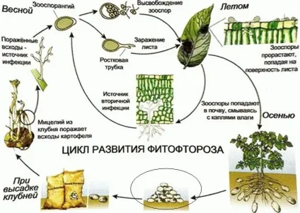 Як боротися з фітофторою на картоплі (профілактичні заходи) Як боротися з фітофторою на картоплі