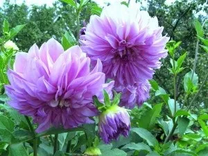 Які квіти садити навесні на дачі, дачникам (квіти) Які квіти садити навесні на дачі, дачникам