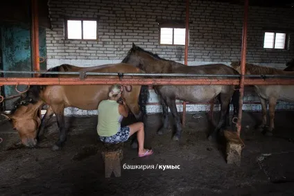 Як роблять кумис, як це зроблено (кумис) Як роблять кумис, як це зроблено
