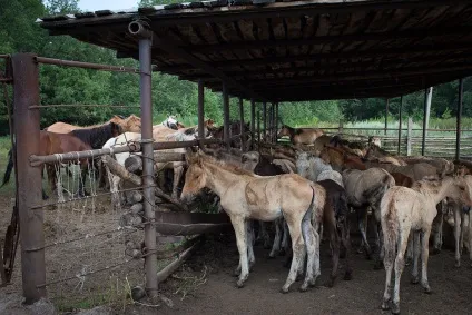 Як роблять кумис, як це зроблено (роблять) Як роблять кумис, як це зроблено