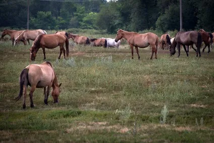 Як роблять кумис, як це зроблено (роблять) Як роблять кумис, як це зроблено
