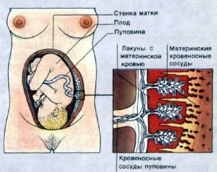 Як дихає дитина всередині мами сторінка 2 (перший крик) Як дихає дитина всередині мами сторінка 2
