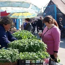 Як купити хорошу розсаду, приватний будинок (розсаду) Як купити хорошу розсаду, приватний будинок