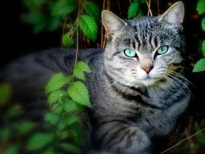 Як кішки лікують, самі з вусами (брати наші менші) Як кішки лікують, самі з вусами