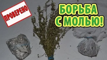 Як позбутися від молі на кухні і як з нею боротися в квартирі (боротися) Як позбутися від молі на кухні і як з нею боротися в квартирі