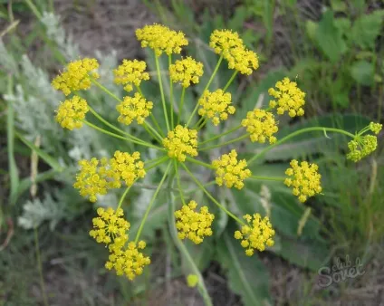 Як лікувати вітіліго в домашніх умовах (домашніх) Як лікувати вітіліго в домашніх умовах