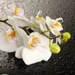 Як наростити коріння у орхідеї над водою різні способи (водою) Як наростити коріння у орхідеї над водою різні способи