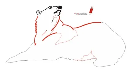 Як намалювати білого ведмедя олівцем поетапно (білий ведмідь) Як намалювати білого ведмедя олівцем поетапно