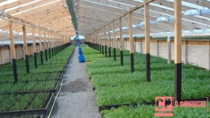 Як почати тепличний бізнес з нуля (якої вода буде) Як почати тепличний бізнес з нуля