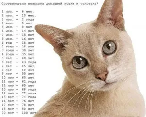 Як визначити скільки років кішці, 5 способів (визначити вік кішки) Як визначити скільки років кішці, 5 способів