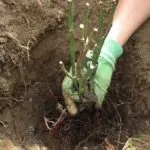 Який краще використовувати грунт для троянд (троянди домашніх умовах) Який краще використовувати грунт для троянд