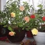 Який краще використовувати грунт для троянд (садити троянди грунт) Який краще використовувати грунт для троянд
