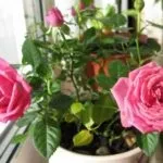 Який краще використовувати грунт для троянд (грунт для троянд) Який краще використовувати грунт для троянд