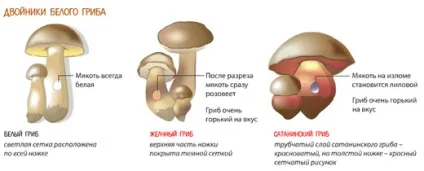 Як відрізнити помилкові гриби двійники від їстівних - корисні поради - сайт вадима Аніканова (двійники) Як відрізнити помилкові гриби двійники від їстівних - корисні поради - сайт вадима Аніканова