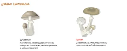 Як відрізнити помилкові гриби двійники від їстівних - корисні поради - сайт вадима Аніканова (відрізнити) Як відрізнити помилкові гриби двійники від їстівних - корисні поради - сайт вадима Аніканова