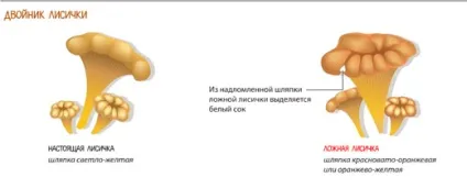 Як відрізнити помилкові гриби двійники від їстівних - корисні поради - сайт вадима Аніканова (як) Як відрізнити помилкові гриби двійники від їстівних - корисні поради - сайт вадима Аніканова