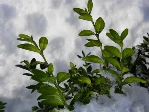 Як підвищити зимостійкість растенійжізнь рослин (наприклад газонні трави) Як підвищити зимостійкість растенійжізнь рослин