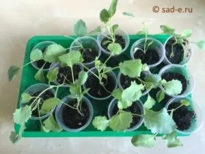 Як купувати розсаду, все про рослини (розсаду) Як купувати розсаду, все про рослини