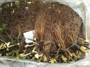 Як купувати розсаду, все про рослини (розсаду) Як купувати розсаду, все про рослини