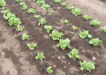 Як поливати салат правильно