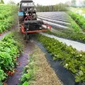 Як правильно посадити і доглядати за суницею садовою, аграрний сектор (схема посадки суниці) Як правильно посадити і доглядати за суницею садовою, аграрний сектор