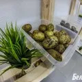Як правильно посадити і доглядати за суницею садовою, аграрний сектор (терміни посадки суниці або полуниці) Як правильно посадити і доглядати за суницею садовою, аграрний сектор