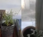 Як правильно обрізати дерево граната (правильно) Як правильно обрізати дерево граната