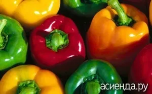 Як правильно зберігати солодкий перець (зберігання перців) Як правильно зберігати солодкий перець