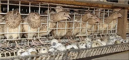 Як правильно утримувати і розводити перепелів, технології вирощування (містити) Як правильно утримувати і розводити перепелів, технології вирощування