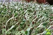 Як проростити насіння льону (насіння) Як проростити насіння льону