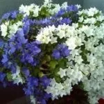 Традесканція кімнатна догляд, flowery-blog (традесканція) Традесканція кімнатна догляд, flowery-blog
