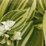 Традесканція догляд в домашніх умовах, види і сорти квітів з фото, розмноження, посадка, хвороби (домашніх) Традесканція догляд в домашніх умовах, види і сорти квітів з фото, розмноження, посадка, хвороби