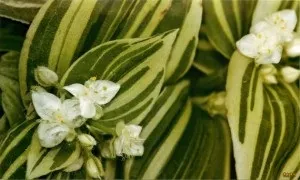 Традесканція - секрети догляду для початківців, вирощування в домашніх умовах (може привести до загнивання) Традесканція - секрети догляду для початківців, вирощування в домашніх умовах
