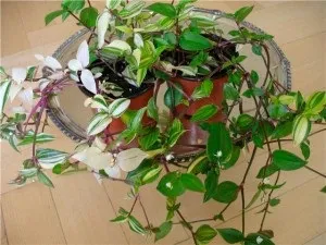 Традесканція - секрети догляду для початківців, вирощування в домашніх умовах (перегною торфу піску) Традесканція - секрети догляду для початківців, вирощування в домашніх умовах