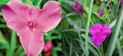 Традесканція кімнатна догляд, flowery-blog (кімнатна) Традесканція кімнатна догляд, flowery-blog