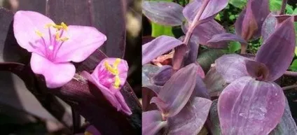 Традесканція кімнатна догляд, flowery-blog (кімнатна) Традесканція кімнатна догляд, flowery-blog