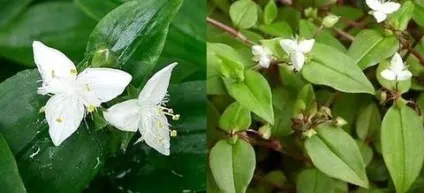 Традесканція кімнатна догляд, flowery-blog (традесканція) Традесканція кімнатна догляд, flowery-blog