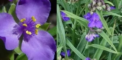 Традесканція кімнатна догляд, flowery-blog (традесканція) Традесканція кімнатна догляд, flowery-blog