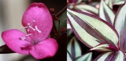 Традесканція кімнатна догляд, flowery-blog (кімнатна) Традесканція кімнатна догляд, flowery-blog