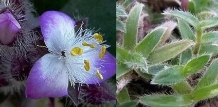 Традесканція кімнатна догляд, flowery-blog (догляд) Традесканція кімнатна догляд, flowery-blog