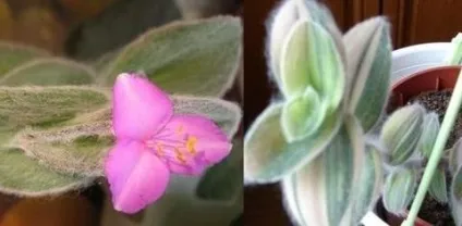 Традесканція кімнатна догляд, flowery-blog (традесканція) Традесканція кімнатна догляд, flowery-blog