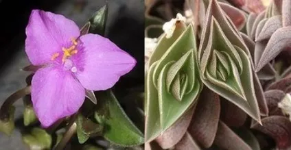 Традесканція кімнатна догляд, flowery-blog (традесканція) Традесканція кімнатна догляд, flowery-blog
