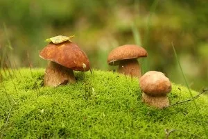 Як зробити красиву фотографію лісу, роби фото (ліси) Як зробити красиву фотографію лісу, роби фото