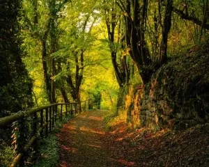 Як зробити красиву фотографію лісу, роби фото (зробити) Як зробити красиву фотографію лісу, роби фото