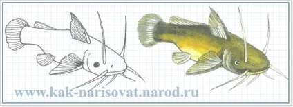 Як малювати рибу - вчимося малювати різних рибок, як намалювати - вчимося малювати олівцем! (Різних) Як малювати рибу - вчимося малювати різних рибок, як намалювати - вчимося малювати олівцем!