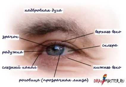 Як малювати очі