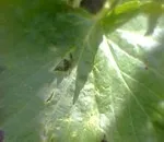 Як врятувати смородину