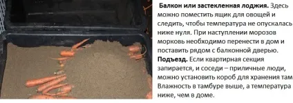 Як зберегти моркву в домашніх умовах на зиму - покрокова інструкція, ферма своїми руками (морква) Як зберегти моркву в домашніх умовах на зиму - покрокова інструкція, ферма своїми руками