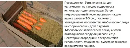 Як зберегти моркву в домашніх умовах на зиму - покрокова інструкція, ферма своїми руками (домашніх) Як зберегти моркву в домашніх умовах на зиму - покрокова інструкція, ферма своїми руками