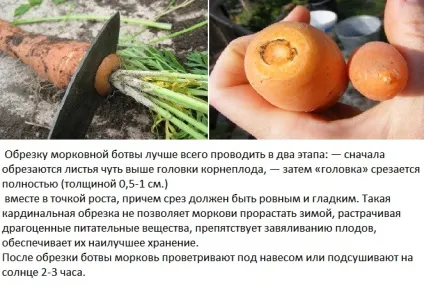 Як зберегти моркву в домашніх умовах на зиму - покрокова інструкція, ферма своїми руками (морква) Як зберегти моркву в домашніх умовах на зиму - покрокова інструкція, ферма своїми руками
